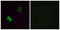 Olfactory Receptor Family 2 Subfamily T Member 1 antibody, GTX87265, GeneTex, Immunofluorescence image 