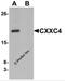 CXXC Finger Protein 4 antibody, 6041, ProSci, Western Blot image 