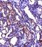 KIT Ligand antibody, orb11352, Biorbyt, Immunohistochemistry paraffin image 