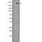 Inositol 1,4,5-Trisphosphate Receptor Type 1 antibody, abx217748, Abbexa, Western Blot image 