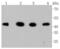 Glycogen Synthase Kinase 3 Beta antibody, NBP2-67448, Novus Biologicals, Western Blot image 