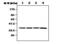 Cyclin Dependent Kinase 7 antibody, MA5-17209, Invitrogen Antibodies, Western Blot image 