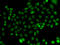 Nuclear Transcription Factor Y Subunit Beta antibody, STJ29434, St John