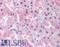 Ubiquitin Specific Peptidase 33 antibody, LS-A9089, Lifespan Biosciences, Immunohistochemistry frozen image 