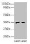 Small Nuclear Ribonucleoprotein Polypeptide G antibody, CSB-PA01535A0Rb, Cusabio, Western Blot image 