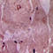 Acyl-CoA Thioesterase 9 antibody, LS-C354513, Lifespan Biosciences, Immunohistochemistry paraffin image 