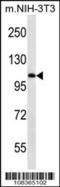 Transcription elongation factor B polypeptide 3 antibody, 60-375, ProSci, Western Blot image 