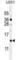 SFT2 Domain Containing 2 antibody, abx026122, Abbexa, Western Blot image 