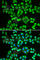 Serine Hydroxymethyltransferase 2 antibody, A1215, ABclonal Technology, Immunofluorescence image 