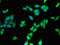 Cytochrome P450 3A4 antibody, CSB-PA006439LA01HU, Cusabio, Immunofluorescence image 