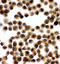 Synaptosome Associated Protein 23 antibody, LS-C312923, Lifespan Biosciences, Immunocytochemistry image 