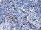 Joining Chain Of Multimeric IgA And IgM antibody, MA5-25840, Invitrogen Antibodies, Immunohistochemistry paraffin image 