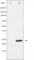 Ras Homolog Family Member A antibody, abx011472, Abbexa, Western Blot image 