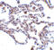 TRAF3 Interacting Protein 2 antibody, A02179-1, Boster Biological Technology, Immunohistochemistry frozen image 