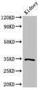 Kruppel Like Factor 7 antibody, LS-C673595, Lifespan Biosciences, Western Blot image 