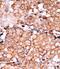 RAD9 Checkpoint Clamp Component A antibody, GTX50885, GeneTex, Immunohistochemistry paraffin image 