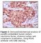 MutS Homolog 2 antibody, NB100-1767, Novus Biologicals, Immunohistochemistry paraffin image 