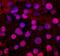T-Box 20 antibody, MAB8124, R&D Systems, Immunocytochemistry image 