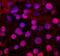 T-Box 20 antibody, MAB8124, R&D Systems, Immunocytochemistry image 