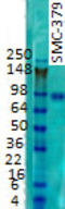 Striatin 4 antibody, TA326434, Origene, Western Blot image 