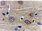 Adiponectin, C1Q And Collagen Domain Containing antibody, 3553, ProSci, Immunohistochemistry paraffin image 