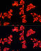 Rho GTPase Activating Protein 5 antibody, 19-096, ProSci, Immunofluorescence image 