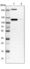 KN motif and ankyrin repeat domain-containing protein 2 antibody, PA5-53357, Invitrogen Antibodies, Western Blot image 