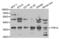 Torsin Family 1 Member A antibody, abx001683, Abbexa, Western Blot image 