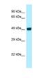 G Protein-Coupled Receptor 3 antibody, orb331274, Biorbyt, Western Blot image 