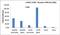 ATM Serine/Threonine Kinase antibody, MA5-15185, Invitrogen Antibodies, Chromatin Immunoprecipitation image 