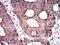 Superoxide Dismutase 2 antibody, NBP2-61883, Novus Biologicals, Immunohistochemistry frozen image 