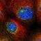 Transmembrane Protein 209 antibody, HPA031678, Atlas Antibodies, Immunofluorescence image 