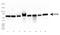 Heat Shock Protein Family D (Hsp60) Member 1 antibody, TA336825, Origene, Western Blot image 