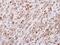 Epidermal Growth Factor antibody, GTX111176, GeneTex, Immunohistochemistry paraffin image 