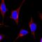 Protein Tyrosine Phosphatase Non-Receptor Type 6 antibody, MAB1878, R&D Systems, Immunofluorescence image 