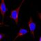 Protein Tyrosine Phosphatase Non-Receptor Type 6 antibody, MAB1878, R&D Systems, Immunofluorescence image 