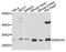 Endonuclease G, mitochondrial antibody, A0604, ABclonal Technology, Western Blot image 