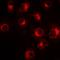Solute Carrier Family 20 Member 2 antibody, orb341165, Biorbyt, Immunofluorescence image 