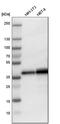 LIM And SH3 Protein 1 antibody, HPA012072, Atlas Antibodies, Western Blot image 