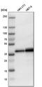 LIM and SH3 domain protein 1 antibody, HPA012072, Atlas Antibodies, Western Blot image 