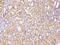 MIA SH3 Domain Containing antibody, 106840-T08, Sino Biological, Immunohistochemistry frozen image 