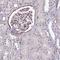 EH Domain Containing 2 antibody, HPA047394, Atlas Antibodies, Immunohistochemistry frozen image 