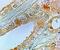Prostaglandin E Receptor 1 antibody, MBS420141, MyBioSource, Immunohistochemistry paraffin image 