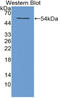 5'-Nucleotidase Ecto antibody, LS-C298430, Lifespan Biosciences, Western Blot image 