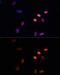 Lamin B1 antibody, GTX54288, GeneTex, Immunofluorescence image 