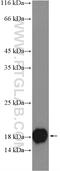 Lipocalin 1 antibody, 17900-1-AP, Proteintech Group, Western Blot image 