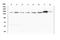 ASXL Transcriptional Regulator 1 antibody, M01099, Boster Biological Technology, Western Blot image 