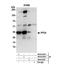 Protein Phosphatase 2 Catalytic Subunit Alpha antibody, NB100-2260, Novus Biologicals, Western Blot image 