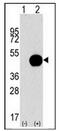 Autophagy Related 4B Cysteine Peptidase antibody, AP32207PU-N, Origene, Western Blot image 