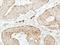 Glutathione S-Transferase Pi 1 antibody, NBP1-33627, Novus Biologicals, Immunohistochemistry frozen image 